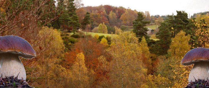 normal_foret-dans-le-gevaudan-03