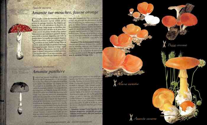 pages intérieures champi2