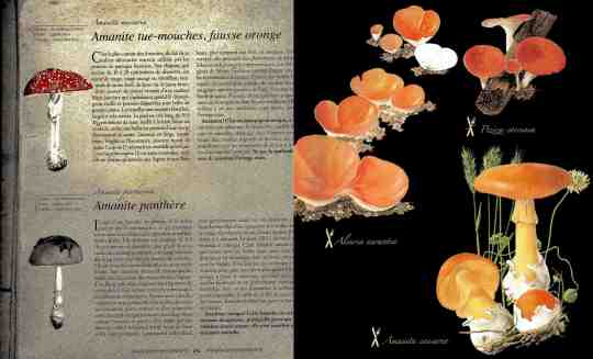 pages intérieures champi2